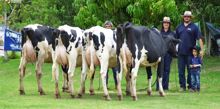 Metade dos embriões bovinos in vitro do mundo é produzida no Brasil